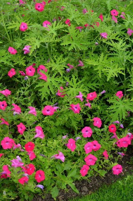 Petunia hedgiflora 'Tidal Wave Hot Pink'